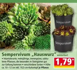 Norma Sempervivum hauswurz Angebot