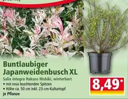 Norma Buntlaubiger japanweidenbusch xl Angebot