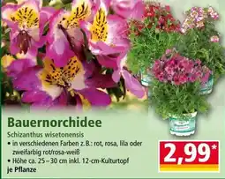 Norma Bauernorchidee Angebot