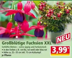 Norma Großblütige fuchsien xxl Angebot