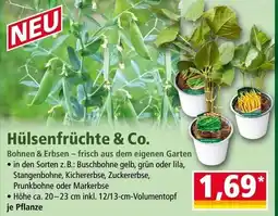 Norma Hülsenfrüchte & co. Angebot