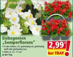 Norma Eisbegonien Semperflorens Angebot