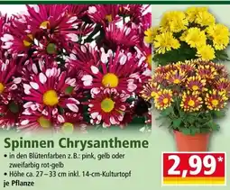 Norma Spinnen chrysantheme Angebot