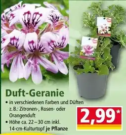 Norma Duft-geranie Angebot