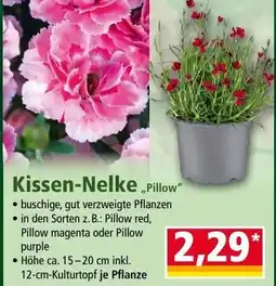 Norma Kissen-Nelke Pillow Angebot