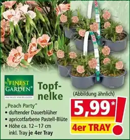 Norma Topf- nelke Angebot