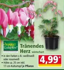 Norma Tränendes herz winterhart Angebot