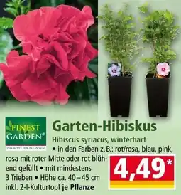 Norma Garten-hibiskus Angebot