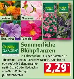 Norma Sommerliche blühpflanzen Angebot