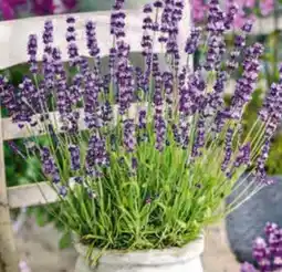 Hagebau Lavendel Angebot