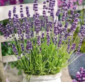 Lavendel