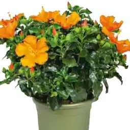 Hagebau Hibiskus Angebot