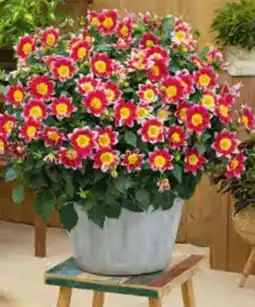 Hagebau Dahlie Summer Bees Angebot