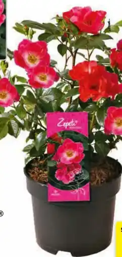 Hagebau Rose Zepeti Pink Glow Angebot