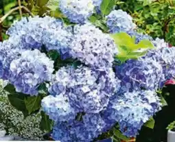 Hagebau Hortensie Endless Summer Angebot