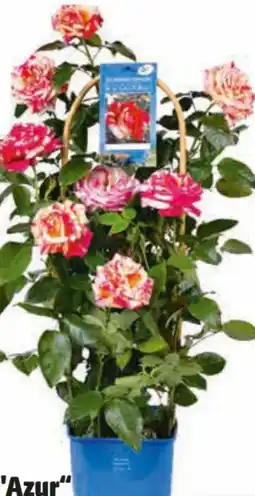 Hagebau Rose Côte d'Azur Angebot