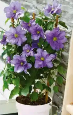 Hagebau Clematis Evison Angebot