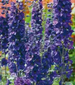 Hagebau Bauerngarten Stauden Angebot