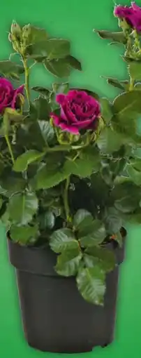 Hagebau Rose Minerva Angebot