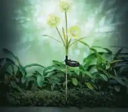 Hagebau Solarleuchte Pusteblume Angebot