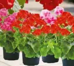 Hellweg Plantiflor Geranie Angebot
