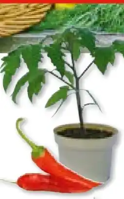Hellweg Plantiflor Bio-Gourmet-Gemüsepflanzen Angebot