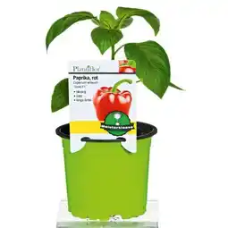 Hellweg Plantiflor Paprika rot Savio F1 Angebot