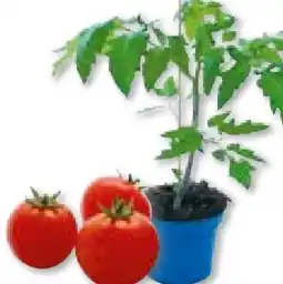 Hellweg Plantiflor Veredelte Salattomate Angebot