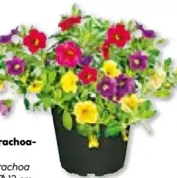 Hellweg Calibrachoa Trio Angebot