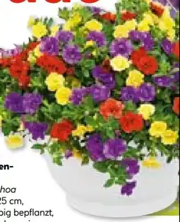 Hellweg Zauberglöckchen-Ampel Angebot