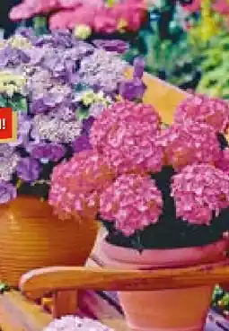 Hellweg Bauernhortensie Angebot