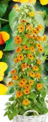 Hellweg Schwarzäugige Susanne Angebot