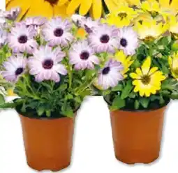 Hellweg Plantiflor Kapkörbchen Angebot