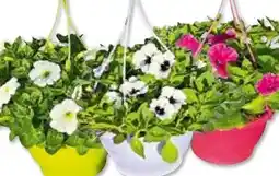 Hellweg Plantiflor Ampelpflanze Angebot