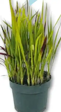 Hellweg Plantiflor Japanisches Blutgras Angebot
