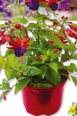 Hellweg Fuchsien Angebot