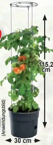 Zgonc Tomaten-Pflanztopf Angebot