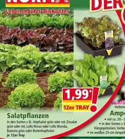Norma Salatpflanzen Angebot
