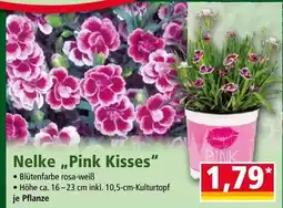 Norma Nelke Pink Kisses Angebot
