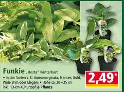 Norma Funkie hosta winterhart Angebot