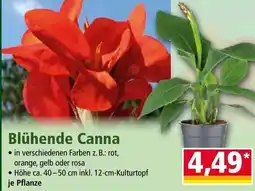 Norma Blühende canna Angebot