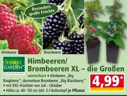 Norma Himbeeren/ brombeeren xl - die großen Angebot