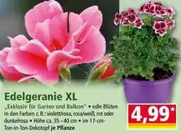 Norma Edelgeranie xl Angebot