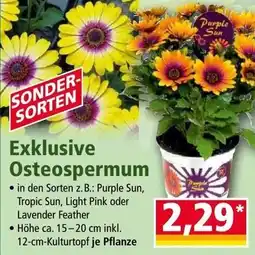 Norma Exklusive osteospermum Angebot