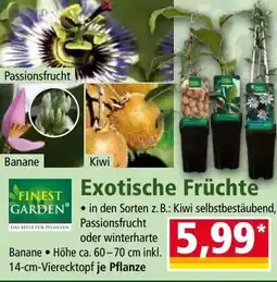 Norma Exotische früchte Angebot
