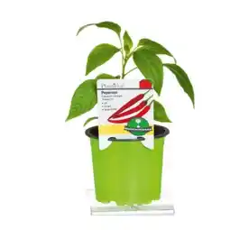 Hellweg Peperoni „Vulkan F1“ 370686 HELLWEG Angebot