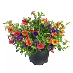 Hellweg Calibrachoa-Trio 548289 HELLWEG Angebot