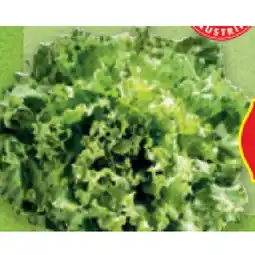 Hofer Bio-Spezialsalat aus Österreich HOFER Angebot