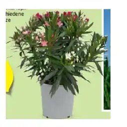 Hofer Oleander Trio versch. Blütenfarben HOFER Angebot