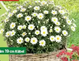 Thomas Philipps Margeriten- Busch Angebot